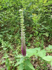 Teucrium hircanicum, photograph (c) Dmitry Ivanov, some rights reserved (CC BY)