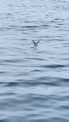 Wilson's Storm-Petrel