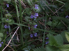 Glechoma hederacea