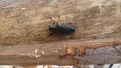 Actenodini