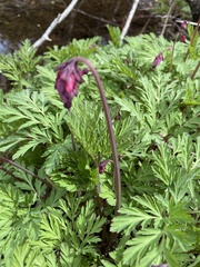 Dicentra formosa