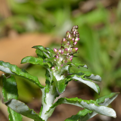 Gamochaeta impatiens