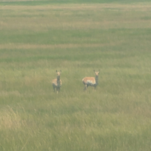 Pronghorn