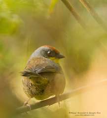 Atlapetes pileatus