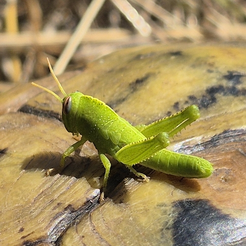 Egyptian Bird Grasshopper
