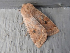 Orthosia hibisci