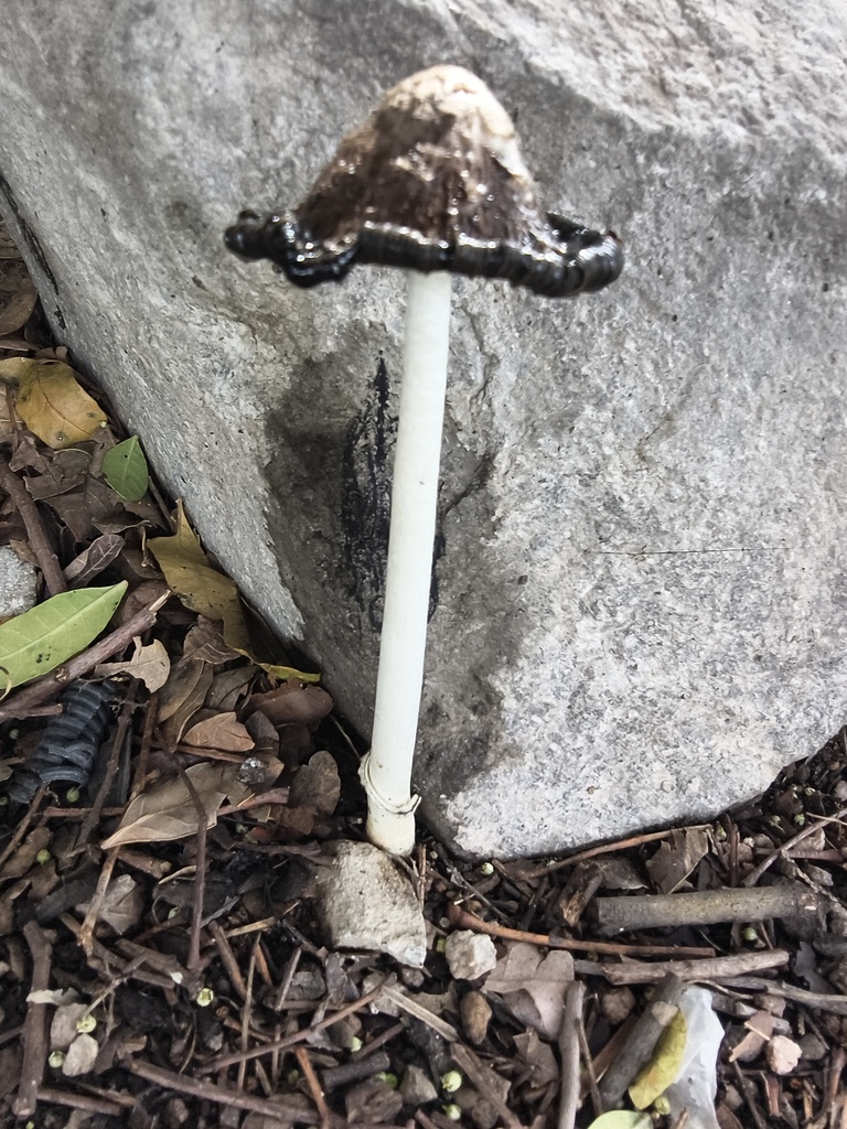 Shaggy Mane · July 2026 · photo: Photo: (c) Oscar Alejandro Morales Juárez, some rights reserved (CC BY-SA) · iNaturalist