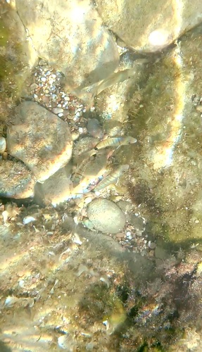 White Sea Bream