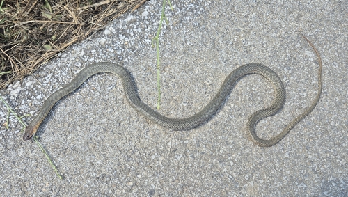 Caspian Whipsnake