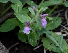 Stachys arabica