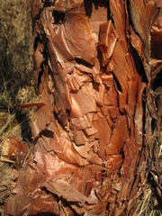 Polylepis besseri