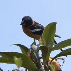 Pheucticus melanocephalus