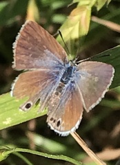 Leptotes marina