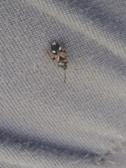 Rhyparochromus vulgaris