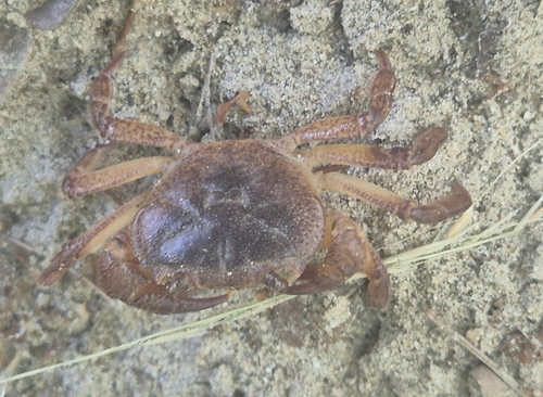 Iberian Freshwater Crab