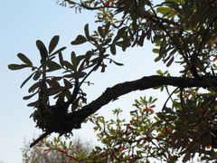 Polylepis besseri