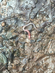 Lumbricus rubellus