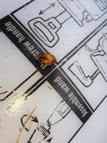 Convergent Lady Beetle