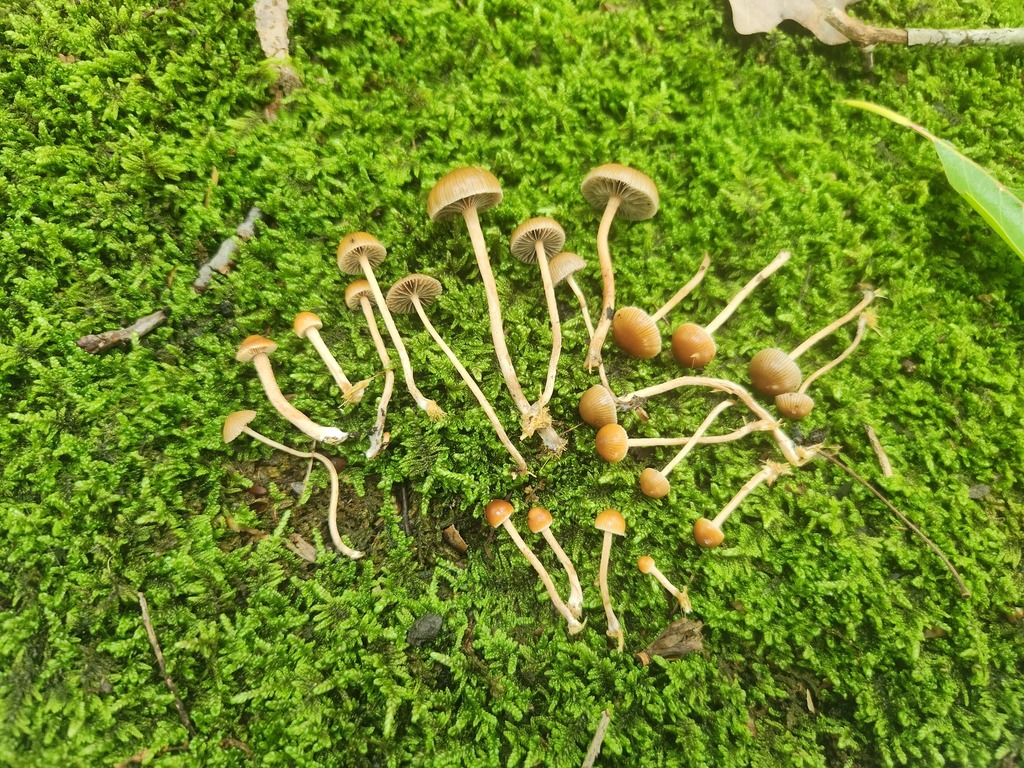 dung-loving Deconica · July 2026 · photo: Photo: (c) Summit Metro Parks, some rights reserved (CC BY) · iNaturalist