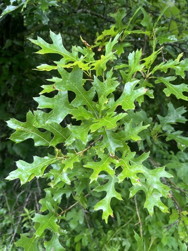 pin oak