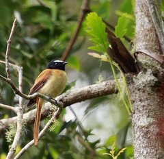 Rhipidura nigrocinnamomea