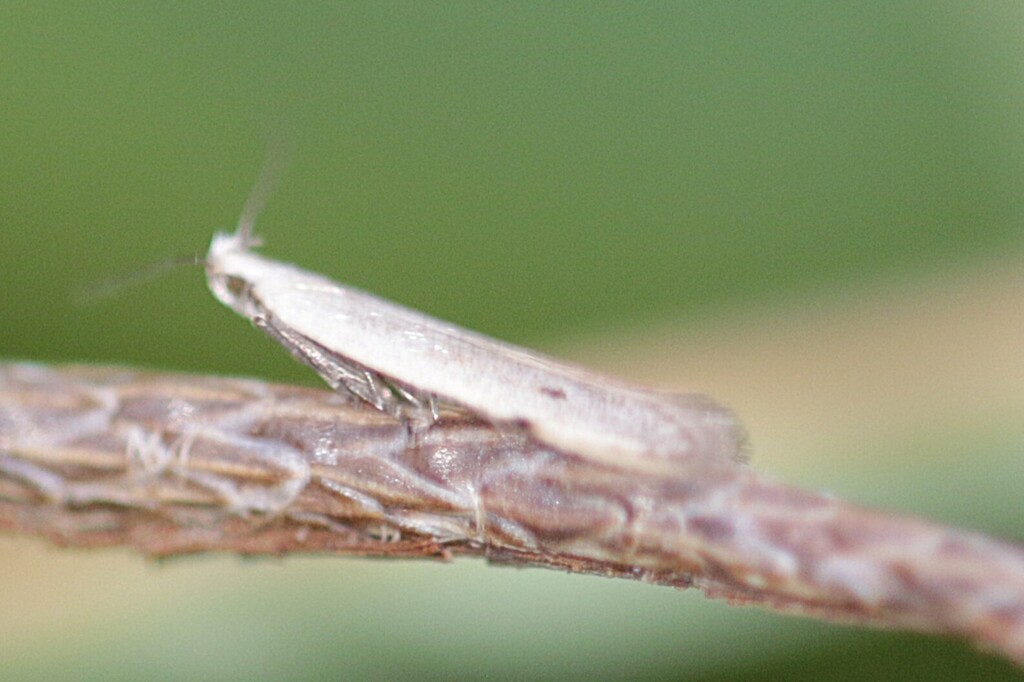 Notch-wing Neb