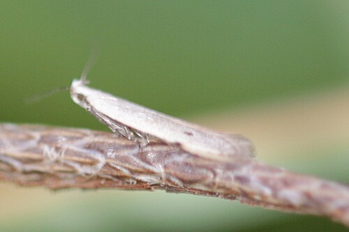 Notch-wing Neb