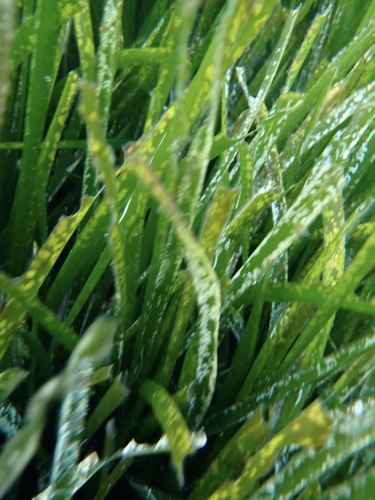 Neptune Grass