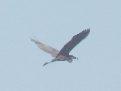 iNaturalist image