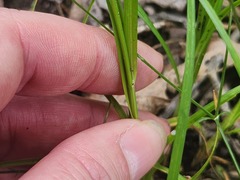 Carex cephalophora, photograph (c) Summit Metro Parks, some rights reserved (CC BY)