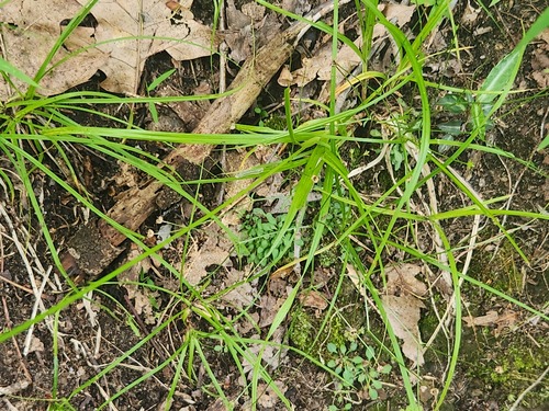 Carex cephalophora, photograph 1