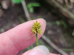 Carex cephalophora