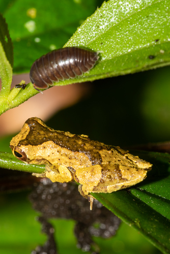 Circoniscus ornatus
