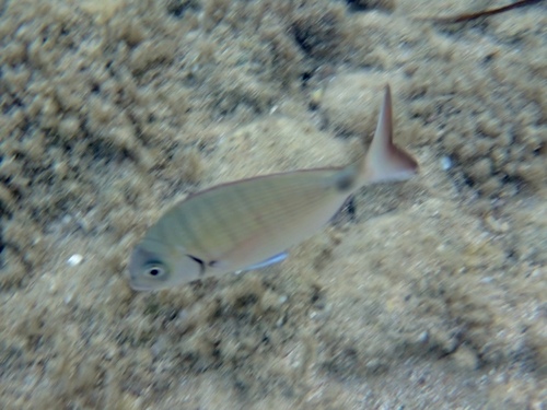 White Sea Bream