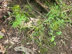 Carex cephalophora, photograph (c) Summit Metro Parks, some rights reserved (CC BY)