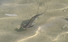 Scalloped hammerhead shark