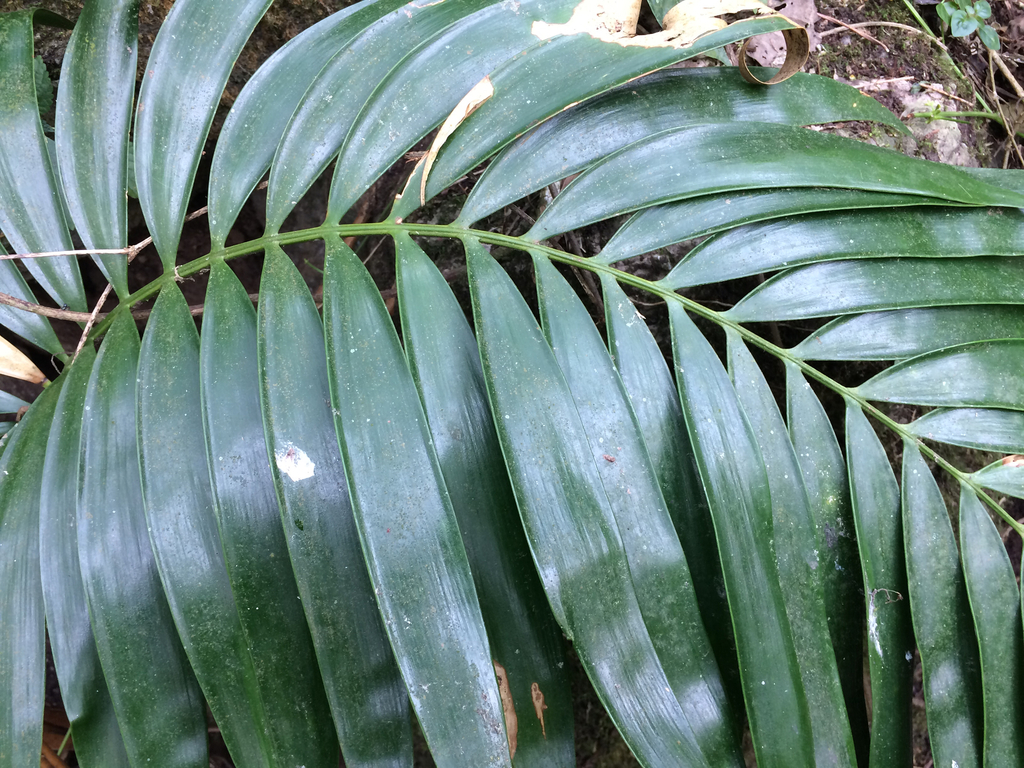 Ceratozamia mixeorum