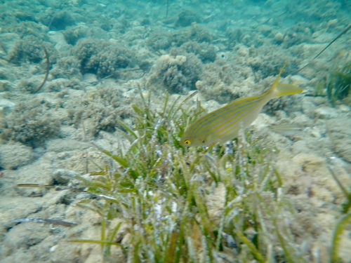Salema Porgy
