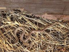 Hypsiglena ochrorhynchus klauberi