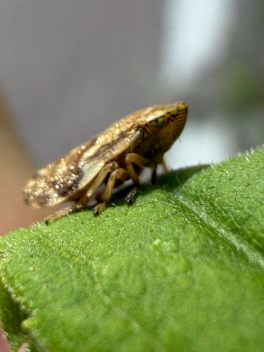 Meadow spittlebug