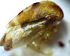 Cyrtolobus togatus