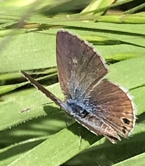 Leptotes marina
