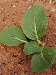 Image of Lactuca sativa
