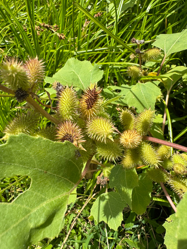 Xanthium strumarium observed 2026-07-07