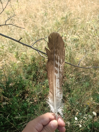 Common Buzzard