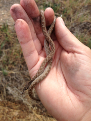 Hypsiglena ochrorhynchus klauberi