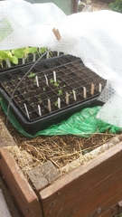 Scenopinus fenestralis