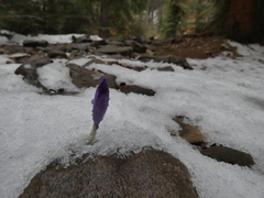 Crocus heuffelianus scepusiensis
