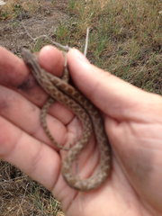 Hypsiglena ochrorhynchus klauberi