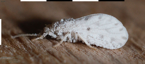 Neoconis marginata
